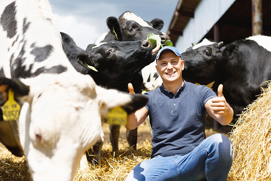 Business Insurance - Portrait of a Cheerful Dairy Farmer Kneeling Down Next to His Cows on the Farm